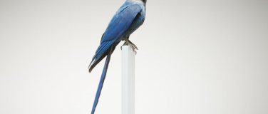 Event-Image for 'Unwiederbringliche Sch&auml;tze &ndash; ausgerottete Vogelarten im Natu'