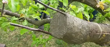 Event-Image for 'Veredeln von Obstb&auml;umen'