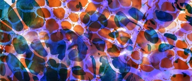 Event-Image for 'Verena Stefan:  «brüten wir die welt neu aus»'