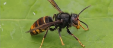 Event-Image for 'Infoveranstaltung &bdquo;Vespa Velutina&ldquo; - Imkerverein warnt'