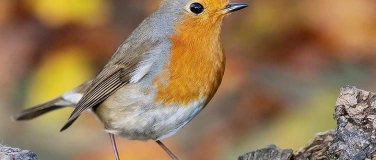 Event-Image for 'Vogelexkursion'