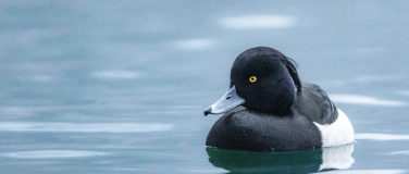 Event-Image for 'Vogelspaziergang: Wintergäste am Zürichsee'