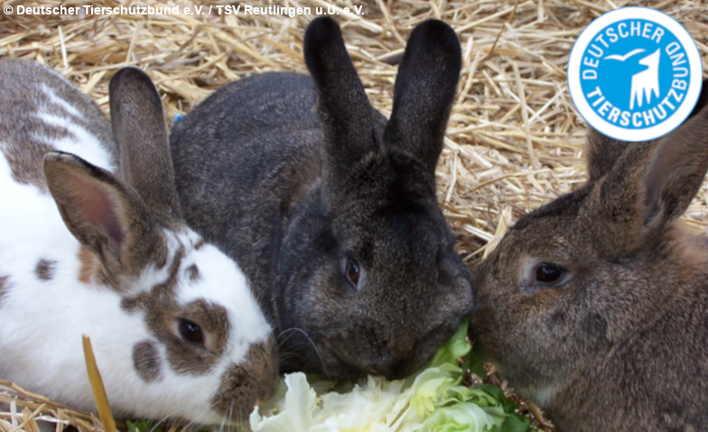 Kaninchen als Haustiere: Kleines Tier mit großen Ansprüchen Online-Event Tickets
