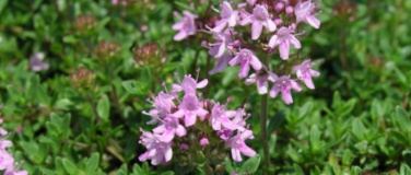 Event-Image for 'VORTRAG: Flora Raetica - Streifzug durch die Bündner Flora'