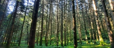 Event-Image for 'Achtsam durch den Wald'