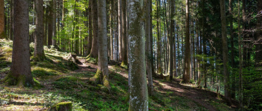 Event-Image for 'Waldvern&auml;ssung durch Mensch oder Biber'