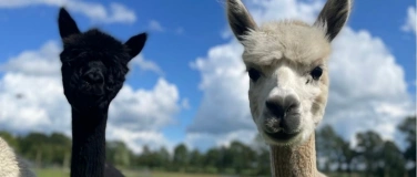 Event-Image for 'F&uuml;hrung &uuml;ber die Alpaka-Farm von Waytalla Alpakas bei Stade'