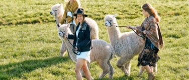 Event-Image for 'Alpaka Wanderung - bei Stade/Hamburg'