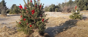 Event-Image for 'Weihnachtsbäume aus der Heide'