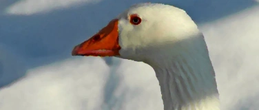 Event-Image for 'Die Weihnachtsgans Auguste'