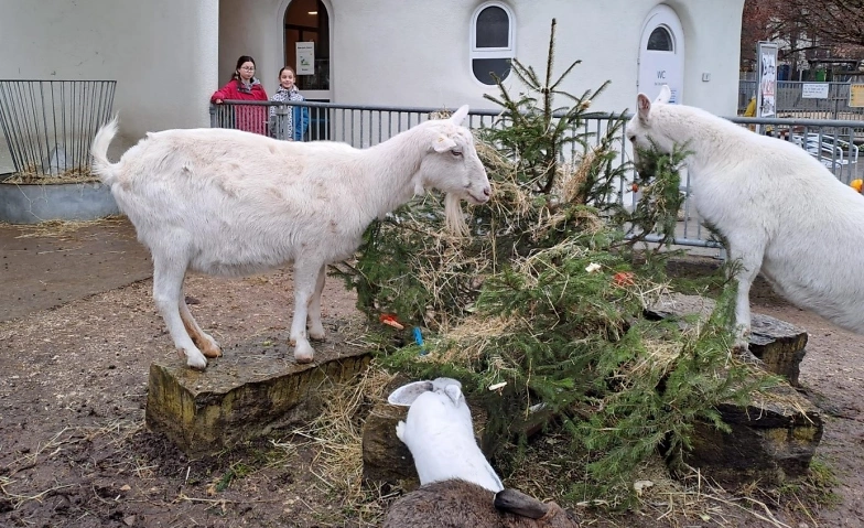 Event-Image for 'Weihnachtszauber im Stall'