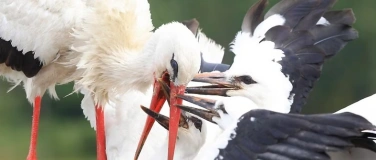 Event-Image for 'Langzeitforschung am Weißstorch'