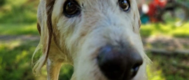 Event-Image for 'Was dein Hund im Alter braucht – und wie du ihn unterstützen'