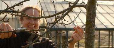 Event-Image for 'Obstbaumschnitt-Workshop f&uuml;r Einsteiger'