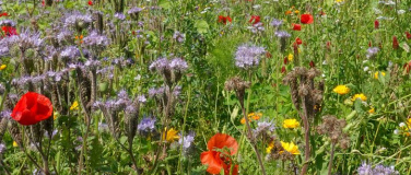 Event-Image for 'Kulmbus-Reihe: Vortrag "Biodiversität im Garten"'