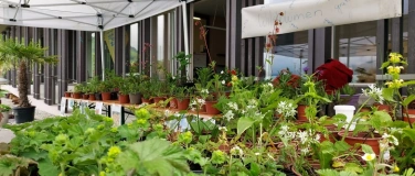 Event-Image for 'Wildblumen verschenken'