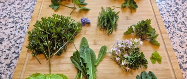 Event-Image for 'Kr&auml;uterwanderung im Odenwald &ndash; essbare Wildpflanzen sicher b'