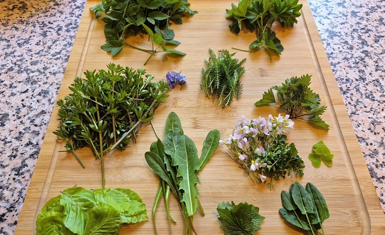 Event-Image for 'Kr&auml;uterwanderung im Odenwald &ndash; essbare Wildpflanzen sicher b'