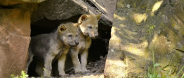 Event-Image for 'Zu Besuch bei den Jungtieren'