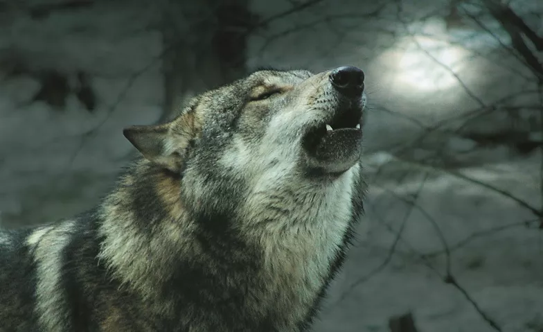 Wolfswanderung in der Dämmerung Wildpark-MV Billets