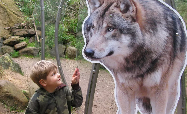 Kinder-Spezial: Wolfswanderung in der Dämmerung Wildpark-MV Billets