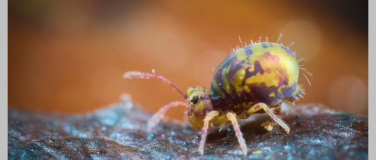 Event-Image for 'Winzlinge ganz gro&szlig;. Eine Foto-Safari auf einem Quadratmeter'