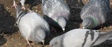 Event-Image for 'Vernissage und Infoabend zur Ausstellung Stadttauben'