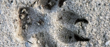 Event-Image for 'Workshop “Wildlife Tracking” (Fährtenlesen)'