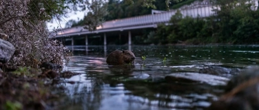 Event-Image for 'Faszination Wildtiere in der Schweiz - Vortrag von Roman Wil'