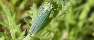 Event-Image for 'Exkursion: «Insektenvielfalt in der Stadt»'