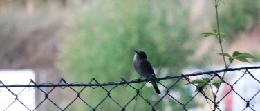 Event-Image for 'Wo fliegen die Vögel hin?'