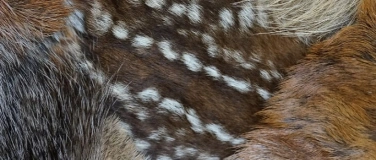 Event-Image for 'Zwergliführung «Flauschige Felle»'