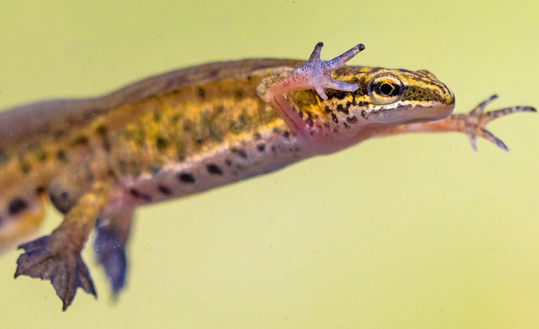 Event-Image for 'Zwerglif&uuml;hrung &laquo;schwimmend unterwegs&raquo;'