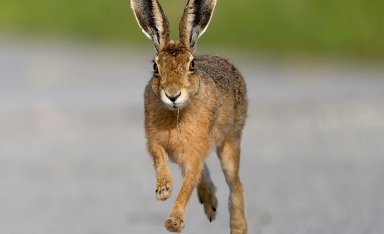 Event-Image for 'Zwerglif&uuml;hrung &laquo;zu Fuss unterwegs&raquo;'