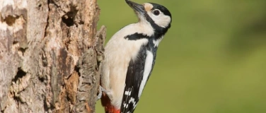 Event-Image for 'Vogelführung Berlin'